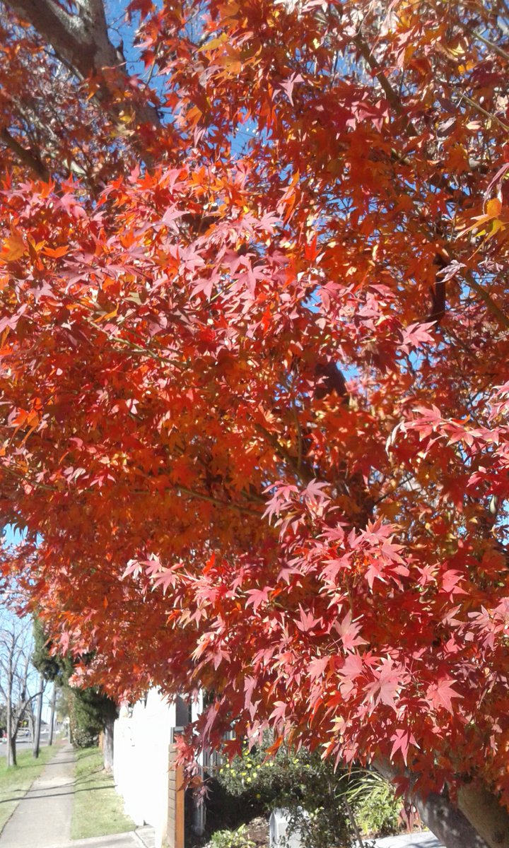 Art By Jonathan (@jonatha05532126) on Twitter photo 