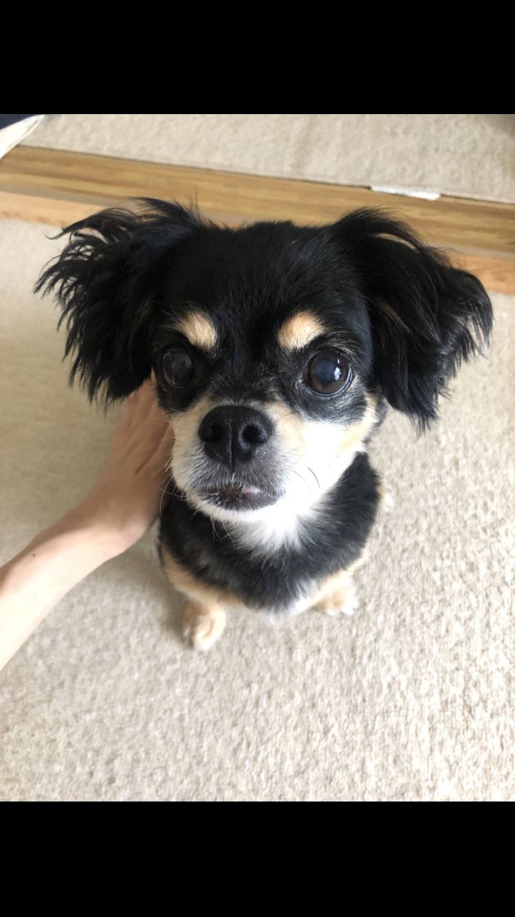 しゃくれ犬 Twitter Search Twitter