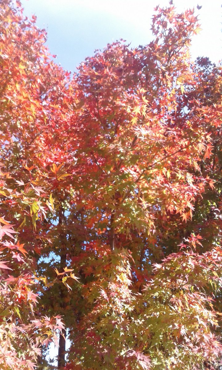 Art By Jonathan (@jonatha05532126) on Twitter photo 