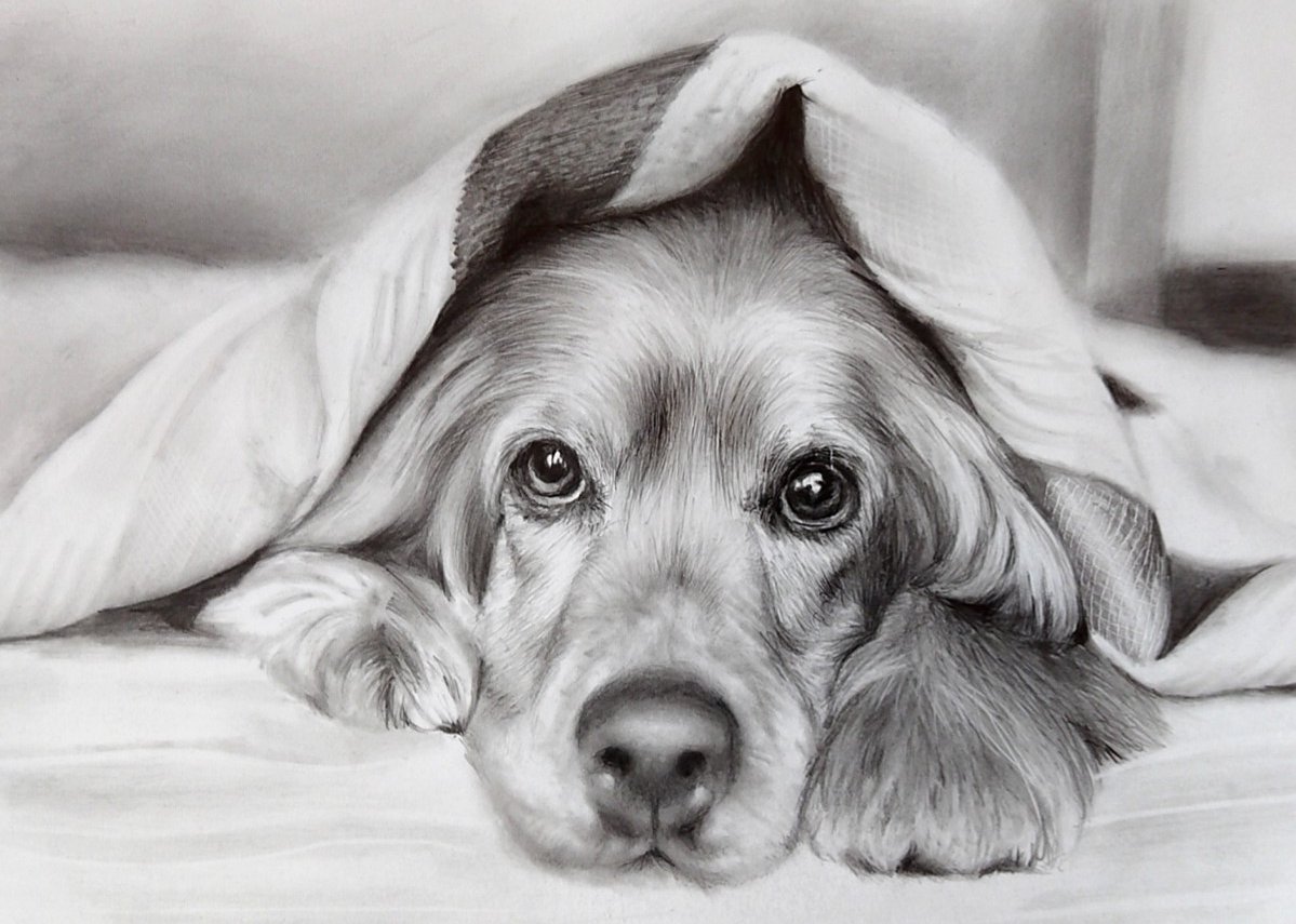 Chamon4416 على تويتر 今日のお絵かき わんこ 鉛筆画 写実画 犬 リアルイラスト Pencilsketch Pencildrawing Rialisticdrawing Chamon4416 على تويتر 今日のお絵かき わんこ 鉛筆画 写実画 犬 リアルイラスト Pencilsketch Pencildrawing Rialisticdrawing