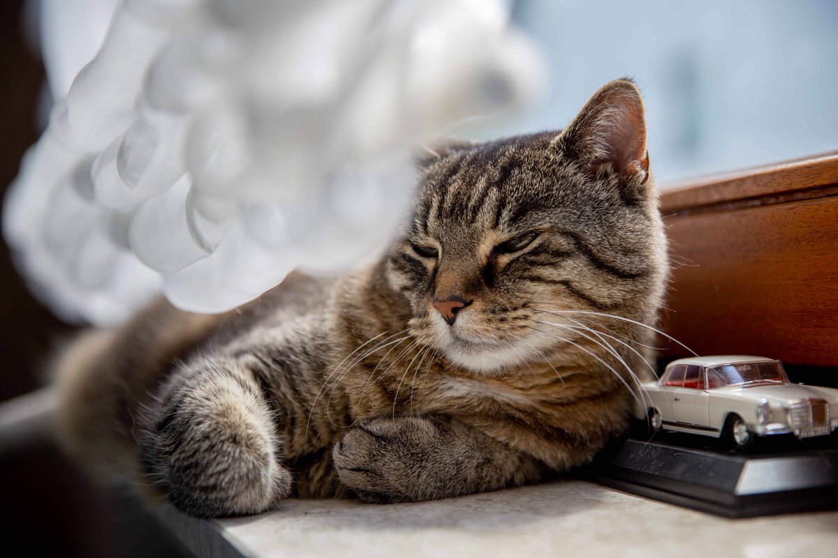 Sonne, Faulenzen, #Mercedes Oldtimer, das (Katzen)Leben kann so schön sein, nur laufen ist da auf dem „catwalk“ nicht drin 😂🌞 lasst es euch gut gehen #influbenzer #telekombotschafter