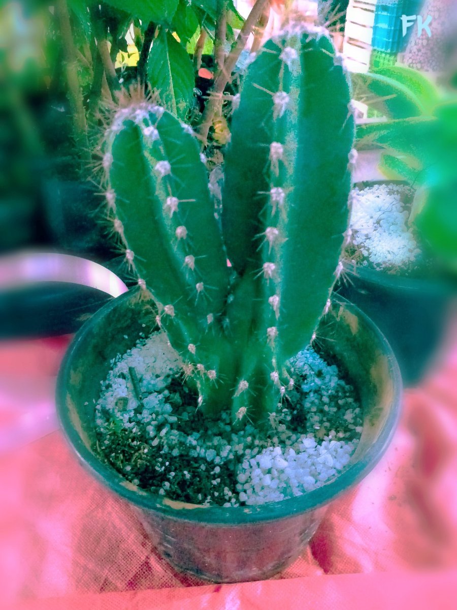 Uma das plantas para presentear quem amamos. Nesse Dia dos Namorados, tipo de cacto Mandacaru (Cereus Jamacaru) é um dos cactos ideal para presetear. #Cactus #Cacto #DiaDosNamorados #Presente #Mandacaru #Domingo #Para #Plantas #Botanist #Calor #Brasil.