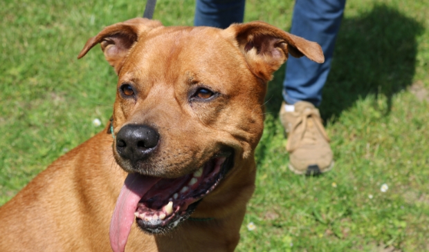 Loek is op leeftijd, maar daar merk je niets van -  bosscheomroep.nl/nieuws/algemee…