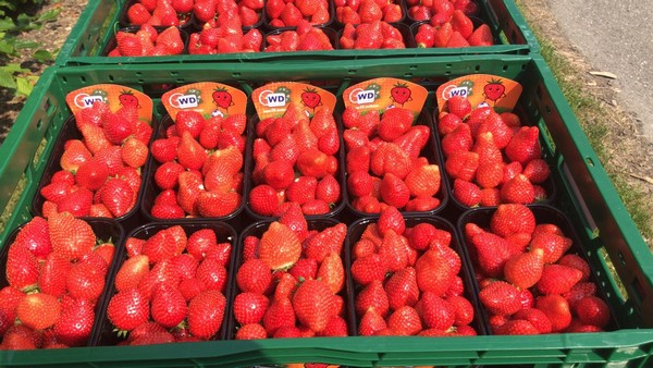 "Nieuwe EK-aardbei rechtstreeks van de teler" <a href="/WillemDijkAGF/">Willem Dijk AGF B.V.</a>
groentennieuws.nl/article/932901…