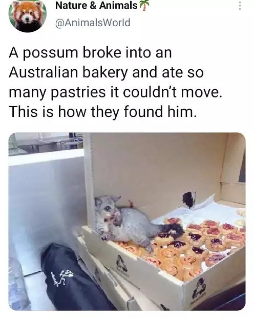 Behold... My spirit animal!