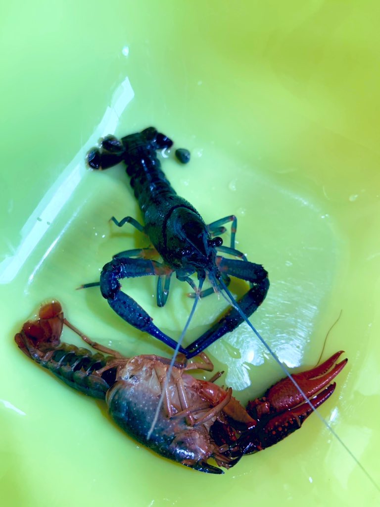 ヤマウチナオコ Pa Twitter ザリ吉が久しぶりに脱皮したら 青っぽく変身した オシャレ 脱皮したボディはカルシウム摂取のために食べるらしく 今まで知らずに取り除いていてごめん 水槽に戻したのですが しかし全く興味を示さないザリ吉