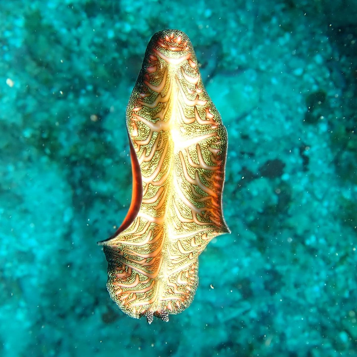 DiveInDar's tweet photo. Dancing colorful flatworm at Lobster dive site out of Dar Es Salaam
@thalassatz
#daressalaam #tanzania #diving #dive #underwaterphoto #uwphotography #underwaterphotography #underwater #scuba #scubadiving #scubadive #nudibranch #nudi #flat #worm #flatworm #dancing #colorful https://t.co/M1cVY3IPEt