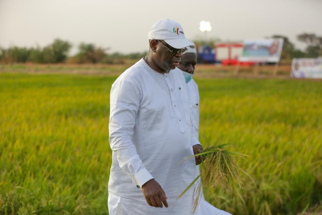 fasttracksn's tweet photo. Le Président @Macky_Sall a visité hier le casier rizicole de Fanaye. C’est un périmètre agricole de 1.000 hectares qui polarise 14 villages et cultive deux fois dans l'année. Le Chef de l’Etat a décidé de reproduire le modèle dans l'ensemble du département. #kebetu https://t.co/aFtErnYdoZ