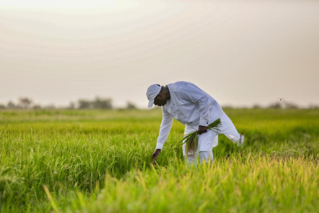 fasttracksn's tweet photo. Le Président @Macky_Sall a visité hier le casier rizicole de Fanaye. C’est un périmètre agricole de 1.000 hectares qui polarise 14 villages et cultive deux fois dans l'année. Le Chef de l’Etat a décidé de reproduire le modèle dans l'ensemble du département. #kebetu https://t.co/aFtErnYdoZ