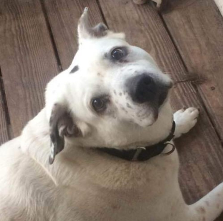 ewenity's tweet photo. It's SENIOR SUNDAY and today we're featuring SUMMER, a lab mix. You can tell by her eyes that she's a really good listener. She's an independent girl who doesn't need long walks or constant attention. She'd be perfect for someone who just needs company. 

https://t.co/MnXQjEelYi https://t.co/8qSXw2cpFp