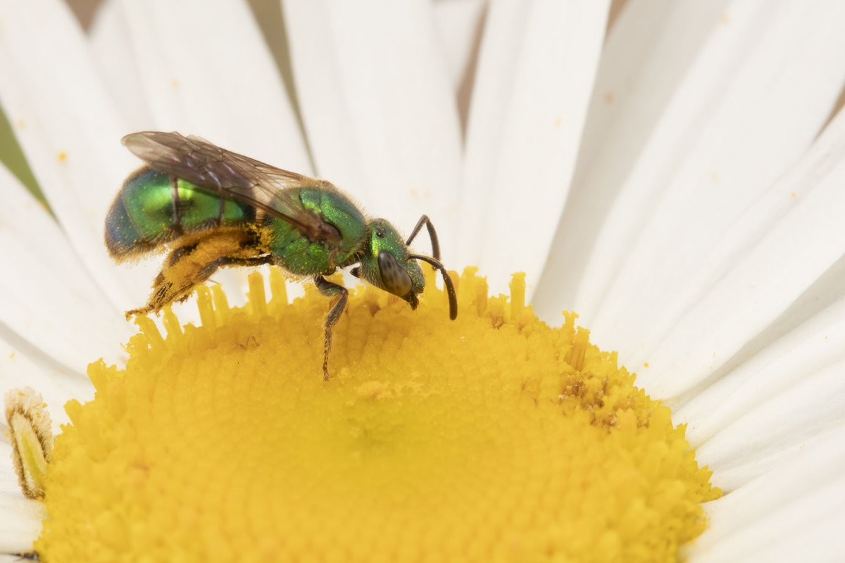 A very pretty green halictid