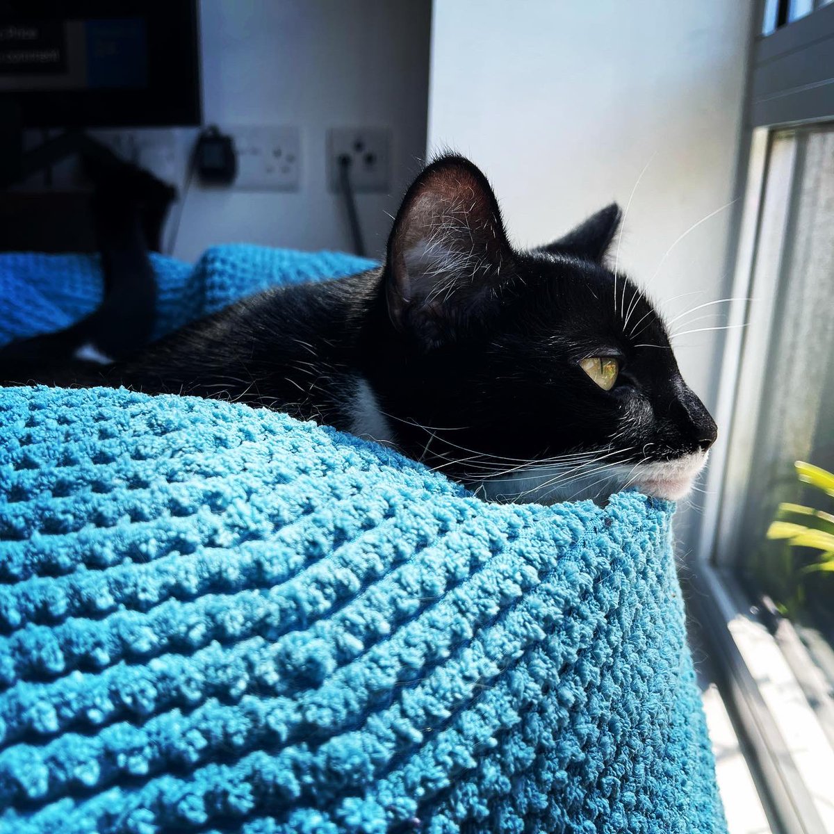 bioniccats's tweet photo. Bébé Moji loves her giant cushion …. #bestviewinthehouse #instacat #CatsOfTwitter #cats https://t.co/bSVpyKEJNA