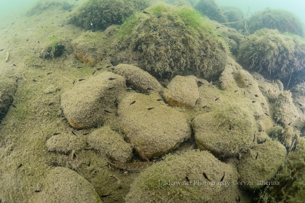 Oryza_Atherina's tweet photo. そしてチュウガタスジシマドジョウの多産地にて見慣れない黒い稚魚がたくさんいると思ったら、、、コチクバスの子供でした･･･ 和歌山県の外来種リストによると本種は定着初期／限定分布とされていますが、しっかり繁殖し、着実に分布を広げつつあるようです。 https://t.co/5eAHbLJ1KC