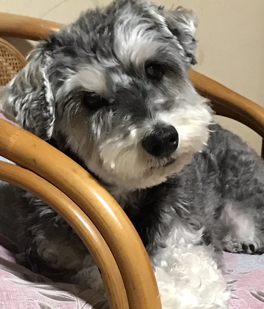 ogumasa527's tweet photo. #ヘルプマーク を身につけている方々は、手助けが必要です。
#想像力 を働かせ、#少しの勇気 を持って、困っている事はないかお声がけができたら素敵ですね。と　#シュナウザー がゆーとりますけどmore
#藤井風 風 https://t.co/qoCdmbxj0c