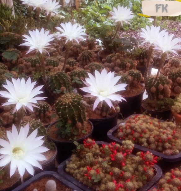 Cactos da espécie Echinopsis Eyriesii floridos na estação da primavera e no verão, depois de algum tempo.
Echinopsis Eyriesii cacti flowering in spring and summer after some time.
 #Cactus #Cactos #Flowers #Spring
 #Summer #Flores #Winter #FK #2021Beatiful #Mexico #Colors #🌵...