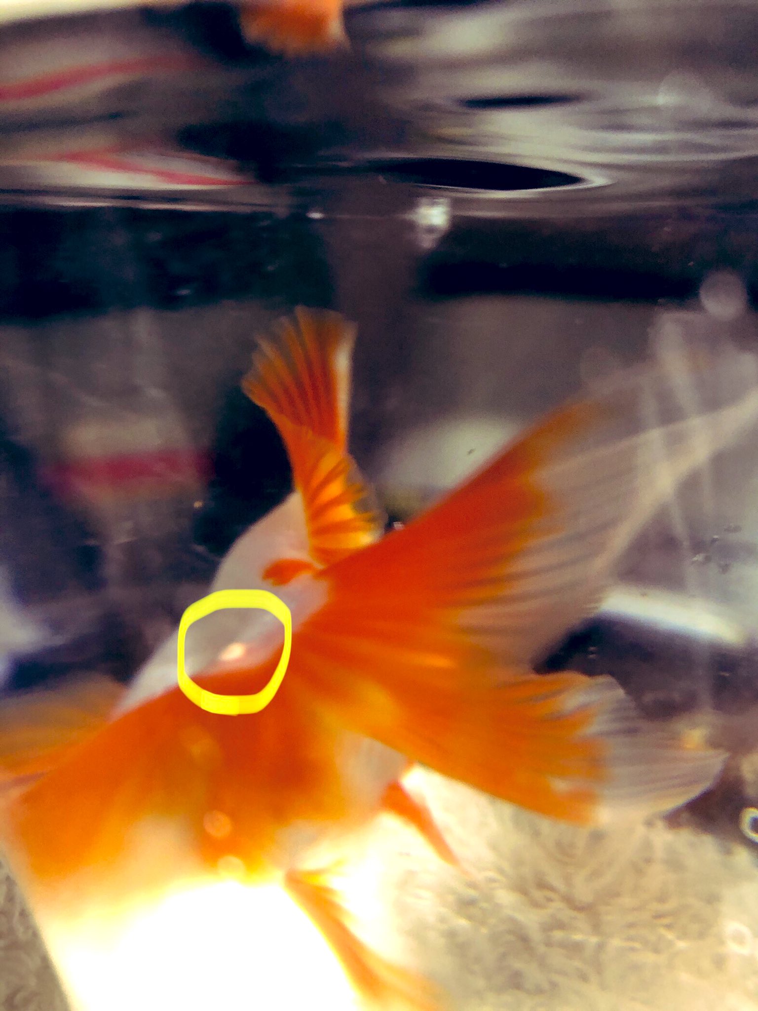 𝕤𝕓𝕤𝕜 ビビくんの背鰭の付け根にできものが ツリガネムシかニキビかな 取り急ぎ塩浴開始しました 琉金 できもの 金魚 T Co Gkohv8lrfh Twitter