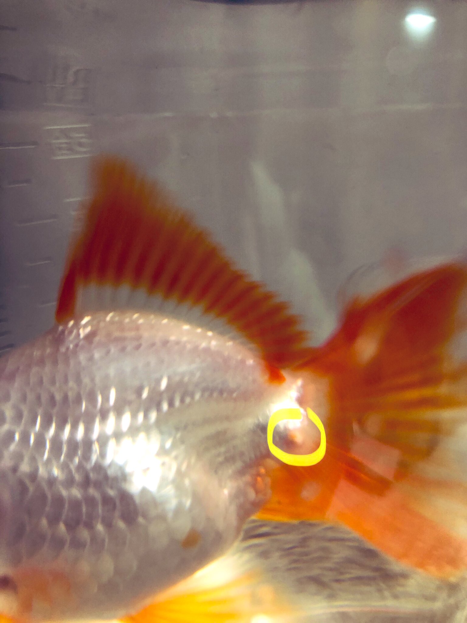 𝕤𝕓𝕤𝕜 ビビくんの背鰭の付け根にできものが ツリガネムシかニキビかな 取り急ぎ塩浴開始しました 琉金 できもの 金魚 T Co Gkohv8lrfh Twitter