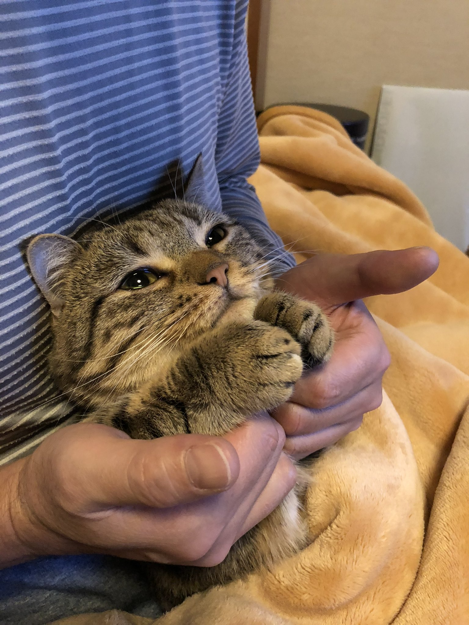 Junjun また明日にゃ ねこ ねこ部 猫 短足マンチカン 短足まんちかん まんちかん マンチカン まんたろー Cat Munchkin マンチカン短足 猫好きさんと繋がりたい T Co Laluudvlvg Twitter