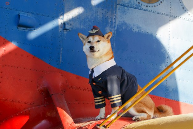 ShibaInuSwap's tweet photo. Capitán $SHIB esta listo para despegar. Solo falta rellenar el combustible a #ShibaSwap!  ¿Ya compraron su billete? https://t.co/53DDSYv56n
