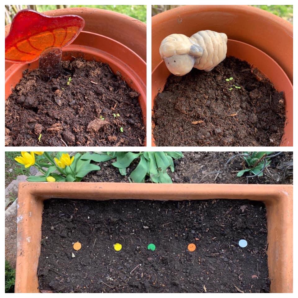 MGHMonsheim's tweet photo. MGH-Aktionstage: „Zeigt her Eure Blümchen“

Teils war es zu kalt, aber einige der bei der Frühjahrsaktion an unsere Senioren:innen verteilten Samen haben es geschafft.
Wie schaut‘s bei Euch aus?
#AktionstageMGH #MiteinanderFüreinander #mehrgenerationenhaus #mgh #bmfsfj https://t.co/SYsdg3sWE2