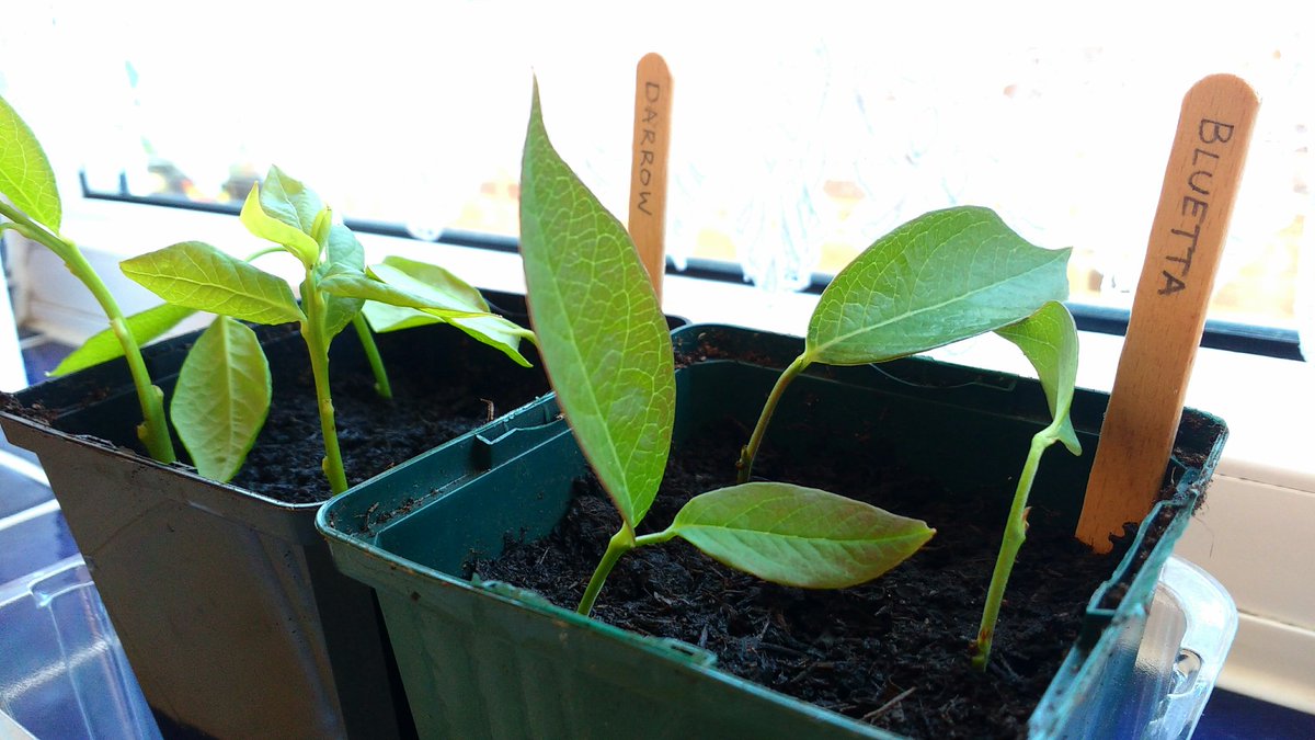 TielessAnt's tweet photo. For the 5,792nd time (very roughly) I've taken some blueberry cuttings. All my previous attempts have failed, but I'm determined to succeed!
Trying a new and different tactic this time: semi-shady inside windowsill.
#Blueberry #Blueberries #Gardening #Cuttings #Bluetta #Darrow https://t.co/imwckxiNb7