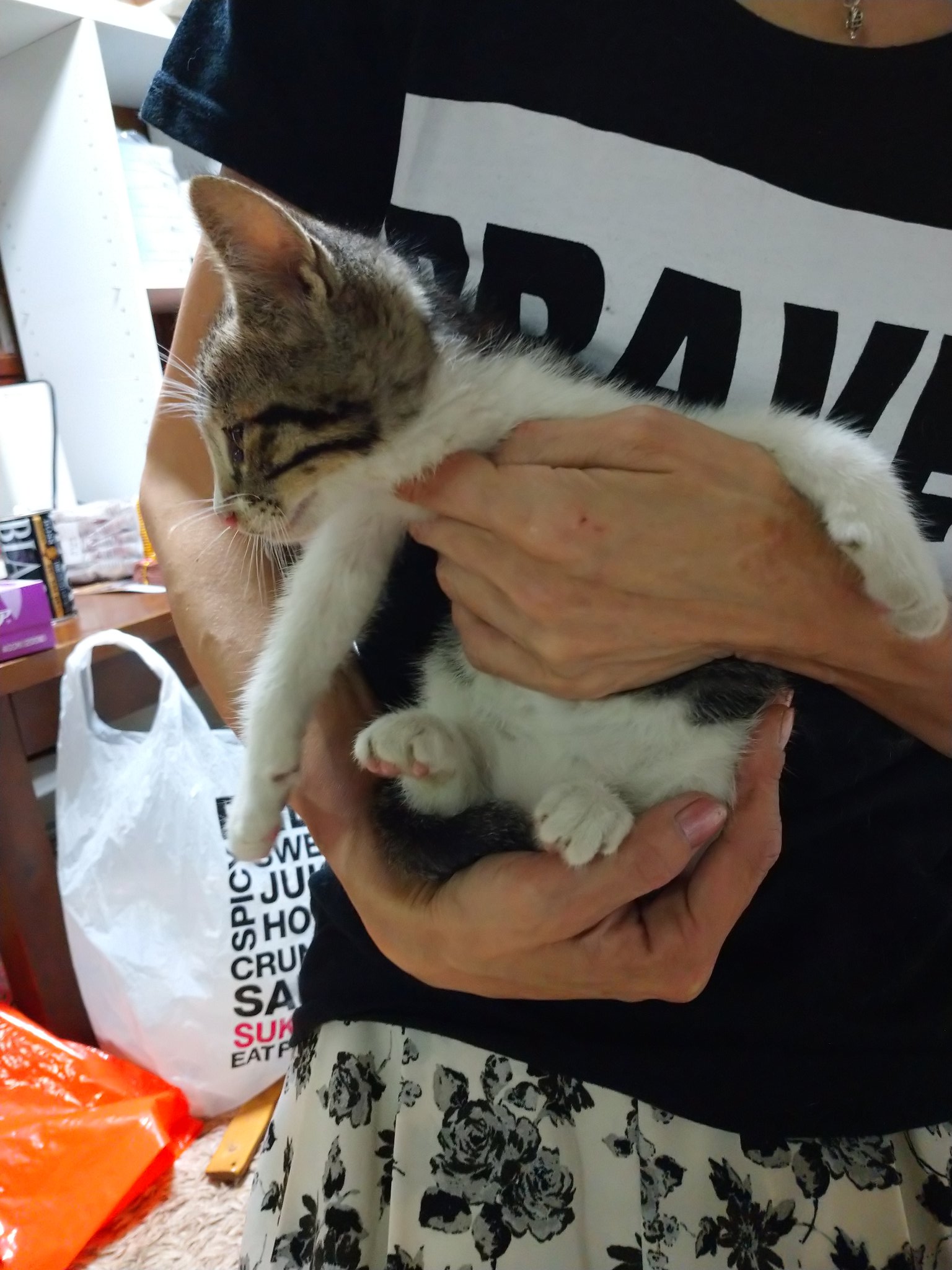 ぼるぼる 今日２０時ぐらいに 車移動中塩田川近く 佐賀県嬉野市大草野郵便局付近で 生後一ヶ月位の仔猫保護しました 飼い主さん居ませんか 仔猫 佐賀 嬉野 保護猫 拡散係数 現在 九州syサービスにて 仔猫保護