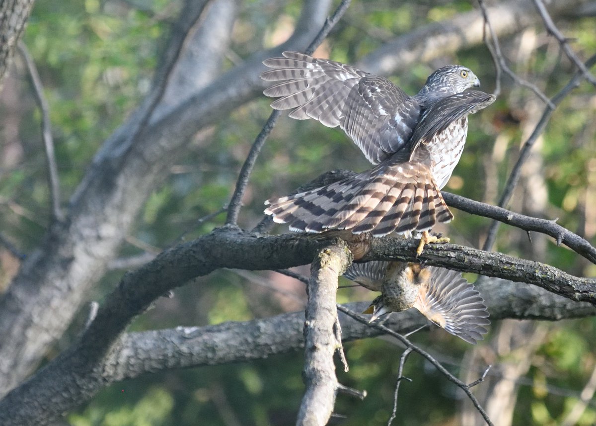 BandieraPaul's tweet photo. Sharing another photo from the backyard collection:  you see more here: https://t.co/zuLednV8fN https://t.co/wFWqrKIfUD