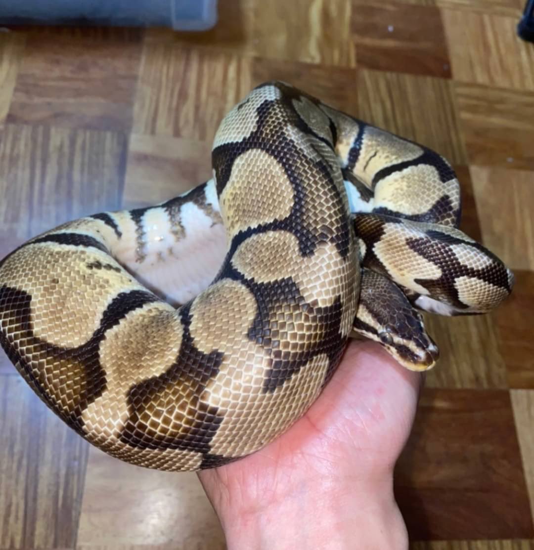 レプテル岐阜 爬虫類小動物ショップ 15年cbボールパイソンパステル 円税込 1100g即戦力です ボールパイソン ボール パイソン Snake ニシキヘビ 爬虫類 爬虫類ショップ レプテル レプテル岐阜 へび ヘビ 蛇 ペットショップ パステル