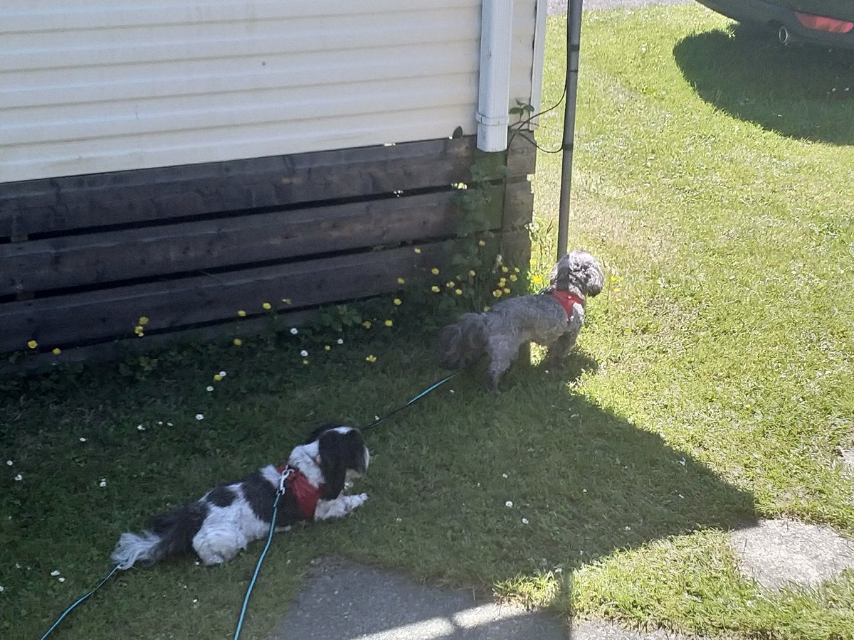 BMalteser's tweet photo. Keeping an eye on things! @MorriscastlePk @QueenAlocin @Rolowe_98 https://t.co/Cr60sODAEq