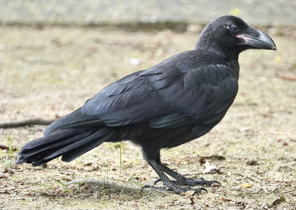 カラスの雛