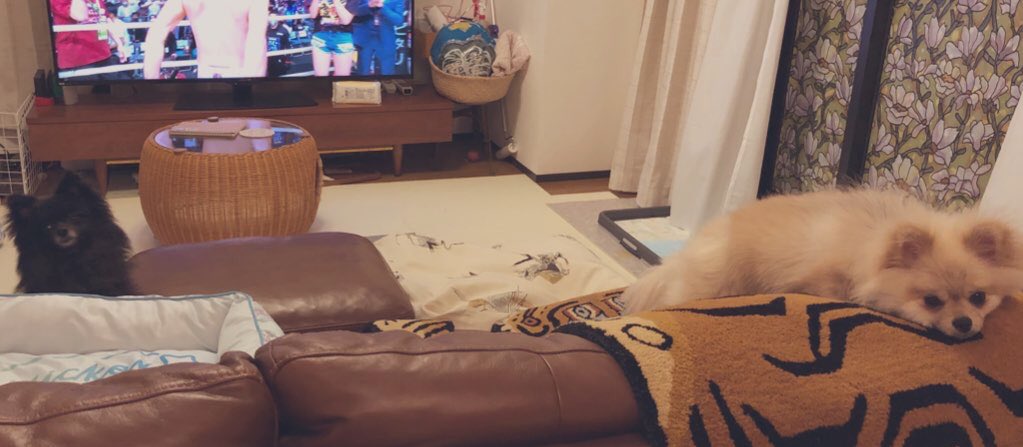 oku_guri's tweet photo. どうしても人間のご飯が食べたい
ほっぺぷっくりしてる🐶 https://t.co/Ucav6SmvQP