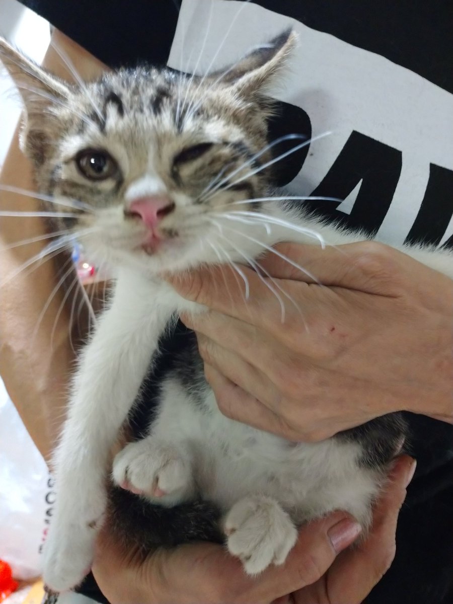 ぼるぼる 今日２０時ぐらいに 車移動中塩田川近く 佐賀県嬉野市大草野郵便局付近で 生後一ヶ月位の仔猫保護しました 飼い主さん居ませんか 仔猫 佐賀 嬉野 保護猫 拡散係数 現在 九州syサービスにて 仔猫保護してます 飼い主さん よろしくお願い