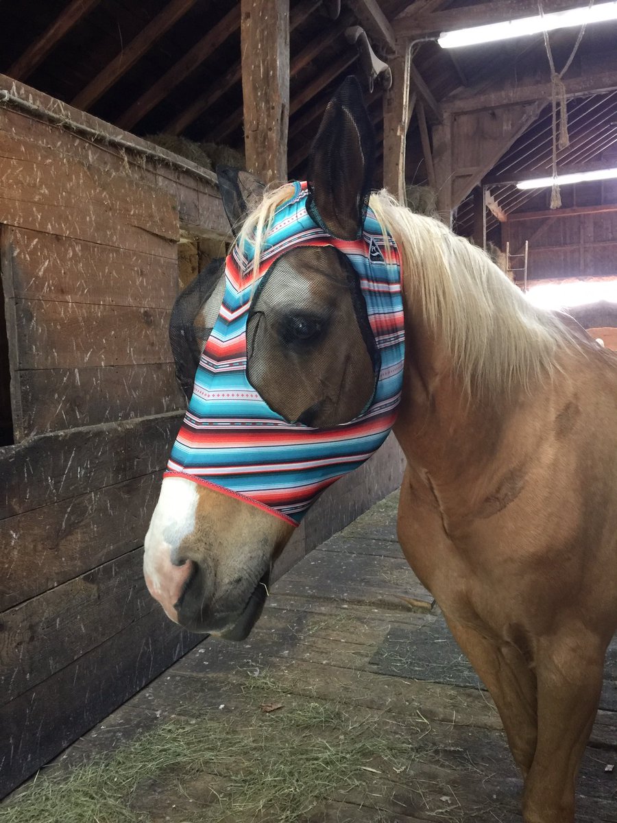 cindiflowwrites's tweet photo. SandyBoy modeling his new fly mask! Ready for any flies in the pasture!
@horses @horseadventures @horsebackiriding @childrensbooks  @authoress_cj @MannWrites https://t.co/cq2XEr1I0V