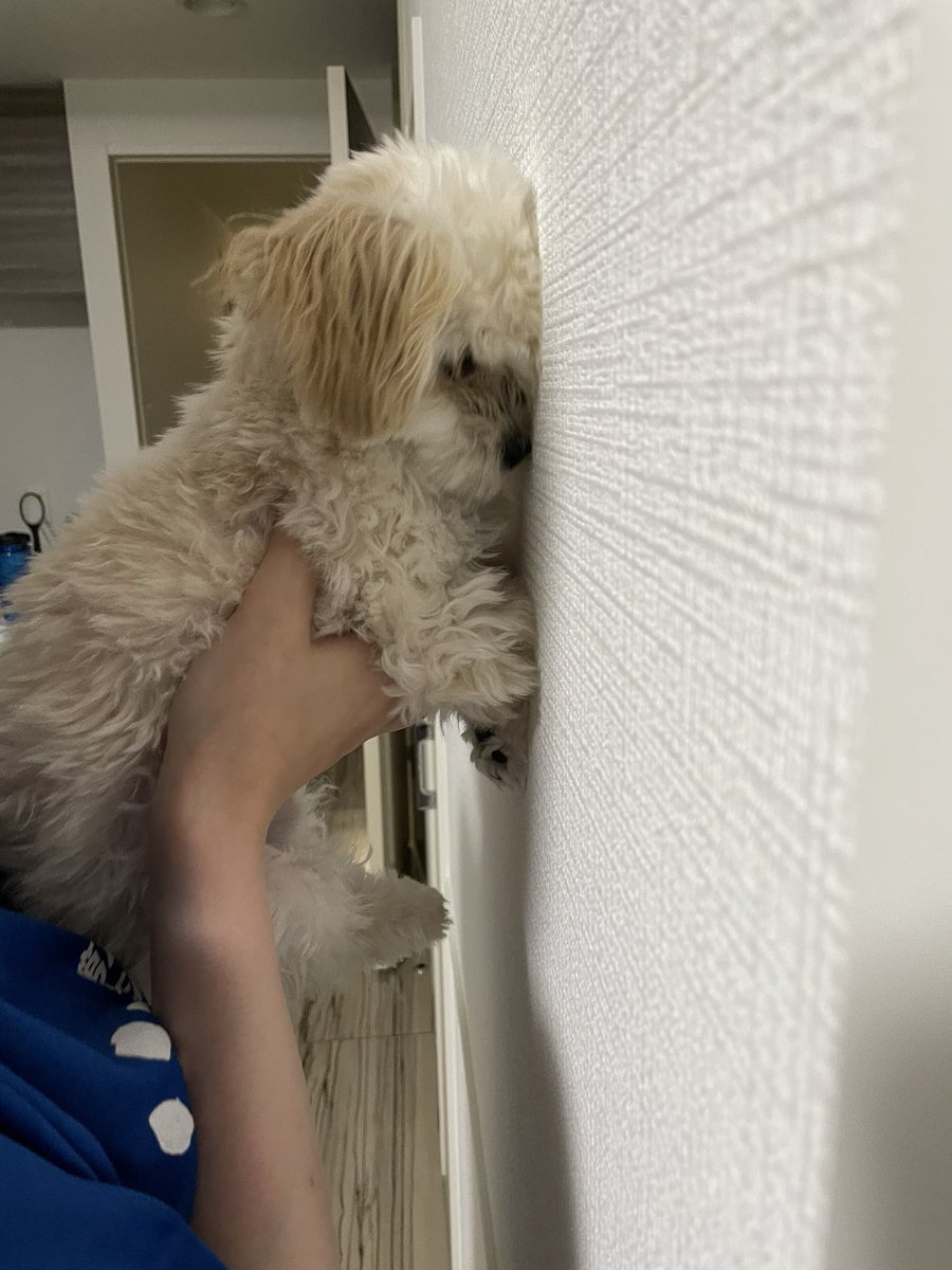 頭のよい犬 のtwitterリアルタイム検索結果 Meyou ミーユー