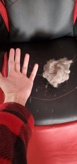 I just finished grooming my bed sheets look how much cat hair there was https://t.co/gsLGtZJj00<a href="/tag/warcraft"class="tags"><span>#warcraft</span></a>