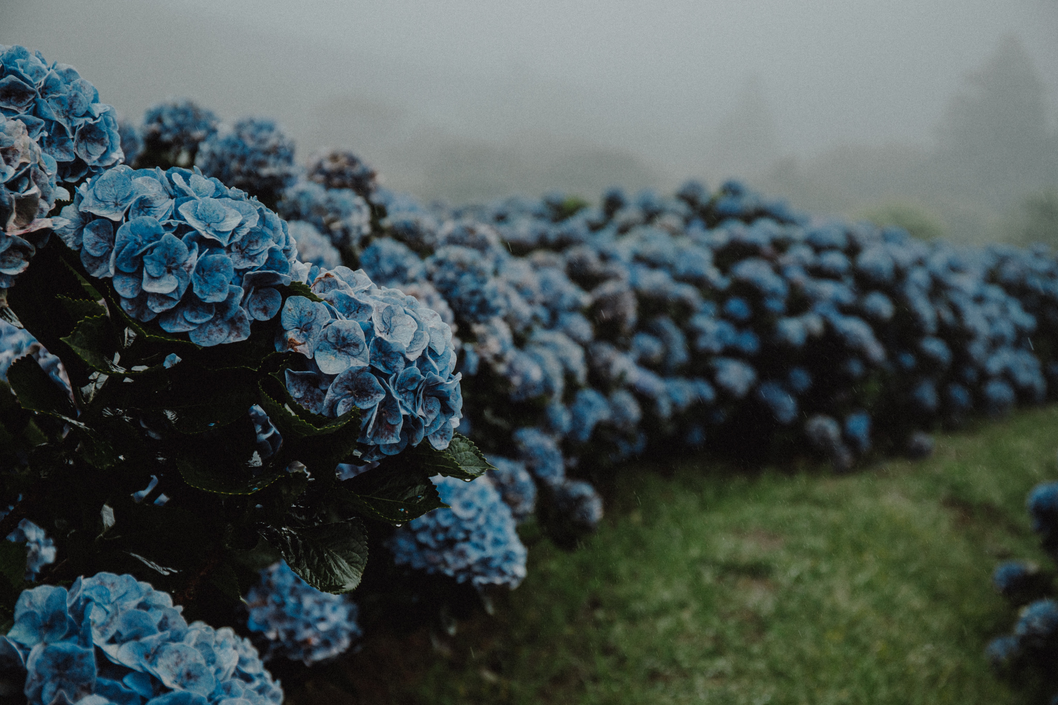 陳威翰on Twitter 雨の中の紫陽花 草山 Taiwan Taipei Beitou Grassmountain Yangmingshan Hydrangeas 台灣 台湾 台北 北投 草山 陽明山 紫陽花 繡球 あじさい 雨 梅雨https T Co Mvif2r1fqi Twitter