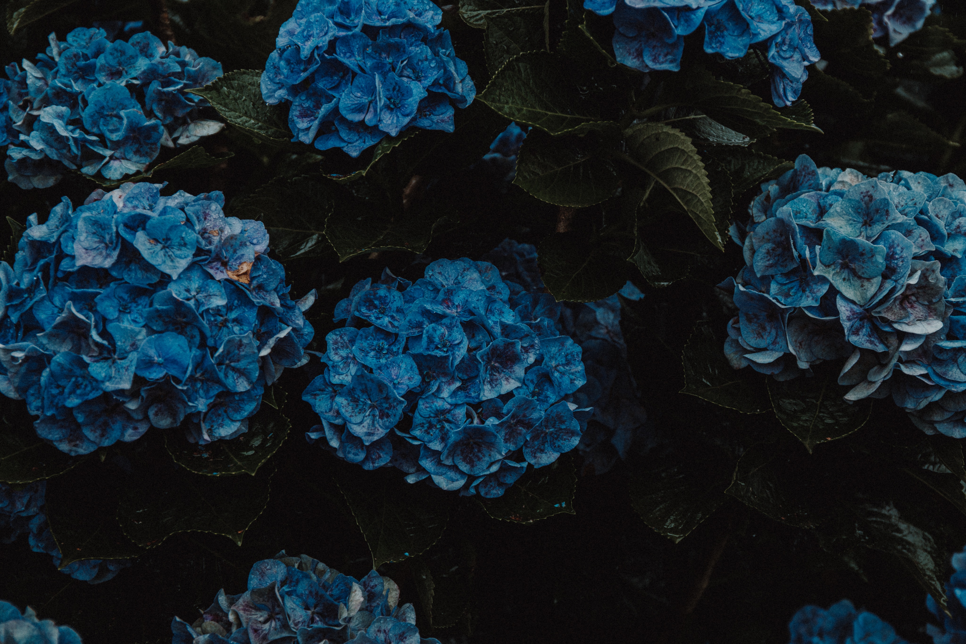 Weichen 雨の中の紫陽花 草山 Taiwan Taipei Beitou Grassmountain Yangmingshan Hydrangeas 台灣 台湾 台北 北投 草山 陽明山 紫陽花 繡球 あじさい 雨 梅雨https T Co Mvif2r1fqi Twitter