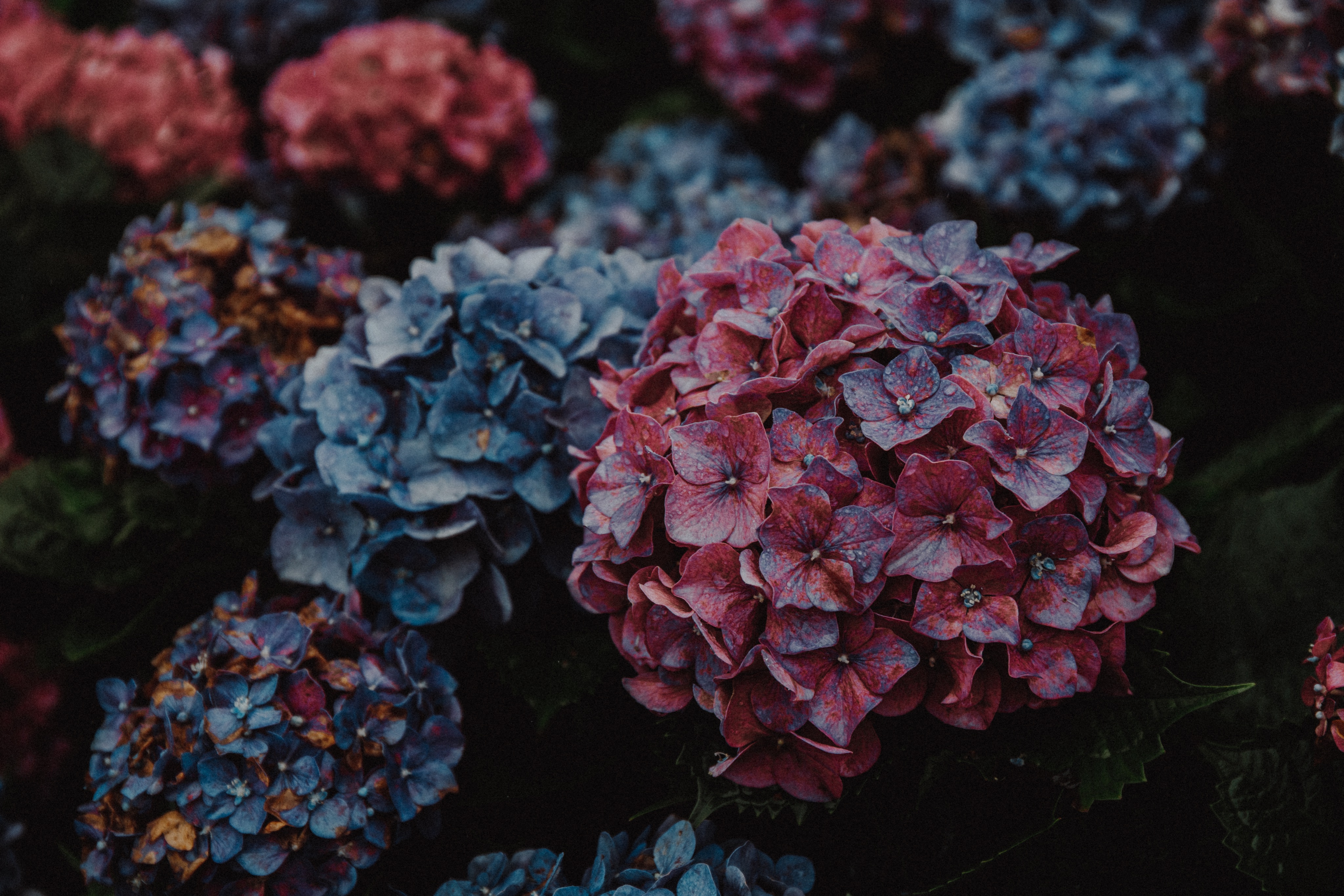 Weichen 雨の中の紫陽花 草山 Taiwan Taipei Beitou Grassmountain Yangmingshan Hydrangeas 台灣 台湾 台北 北投 草山 陽明山 紫陽花 繡球 あじさい 雨 梅雨https T Co Mvif2r1fqi Twitter