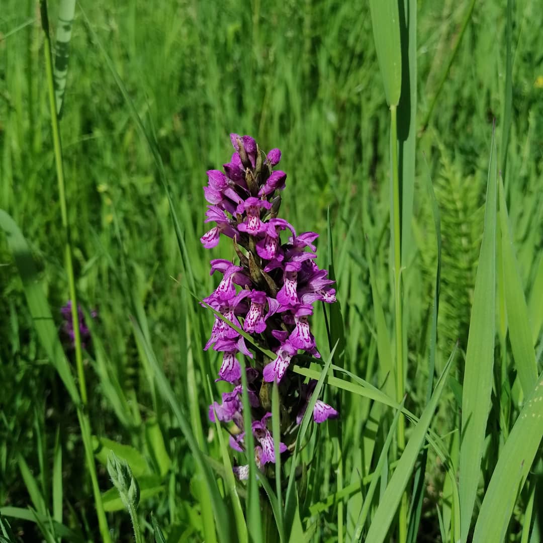 Super happy to have spotted wild orchids today! The (northern?) Marsh Orchid ☀️