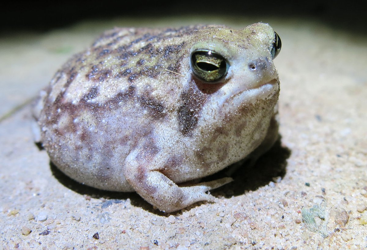 ApuntesCiencia's tweet photo. #Ranas de cuatro especies distintas del género #Breviceps. ¿Soy yo o parecen todas enfadadas? • #FotoCiencia CC 😠 https://t.co/hvNzBTLtw2
