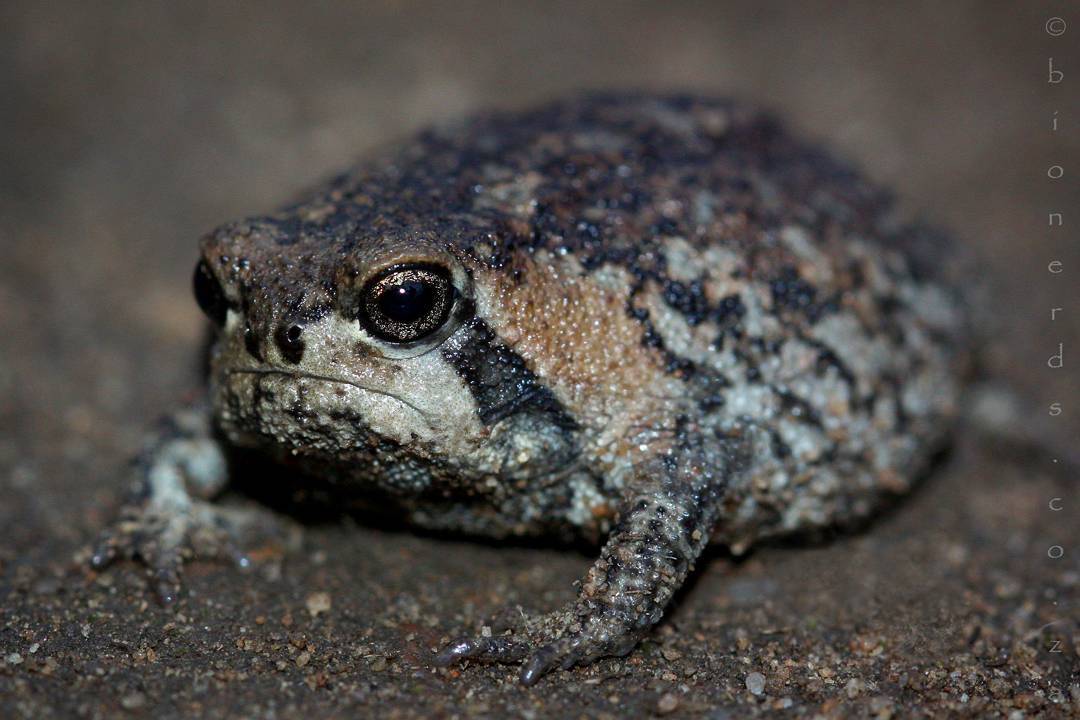 ApuntesCiencia's tweet photo. #Ranas de cuatro especies distintas del género #Breviceps. ¿Soy yo o parecen todas enfadadas? • #FotoCiencia CC 😠 https://t.co/hvNzBTLtw2