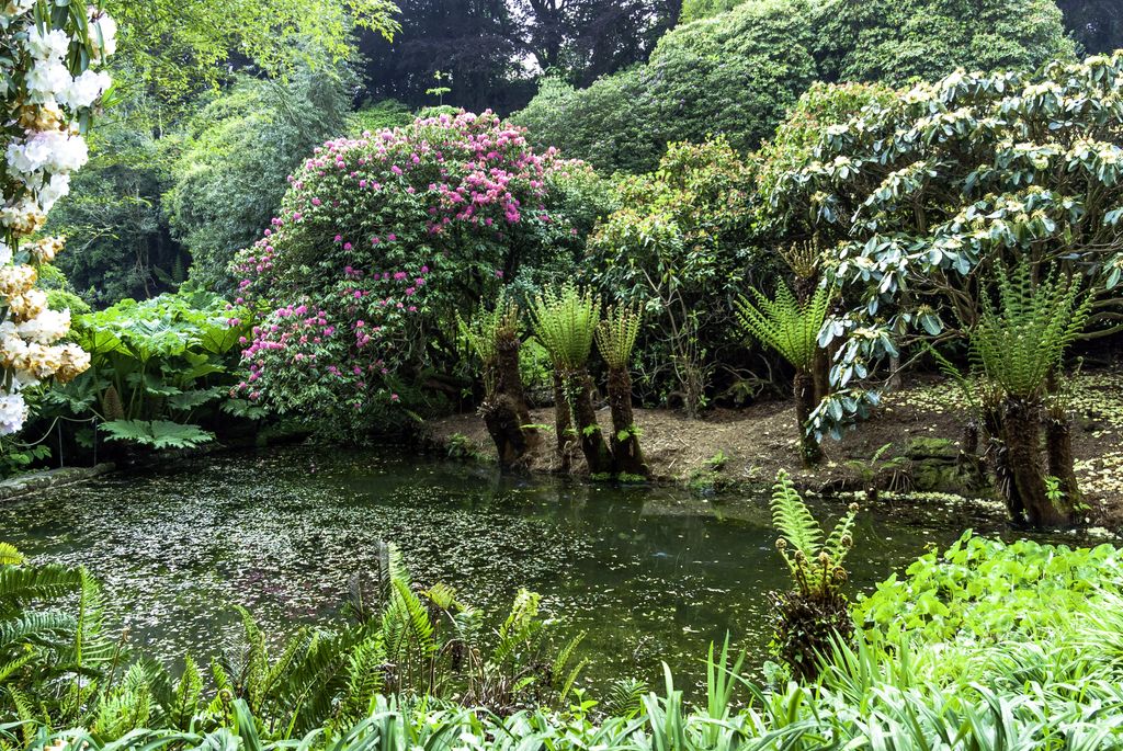 Gardening trends have gone exotic! 

Garden designer, Declan Buckley has been using exotics for years, adapting his lush style of planting to different settings, and exploring more unusual plants. 

Read more in our blog buff.ly/3pQROE0
📷 Trebah, Cornwall

#exoticgardens