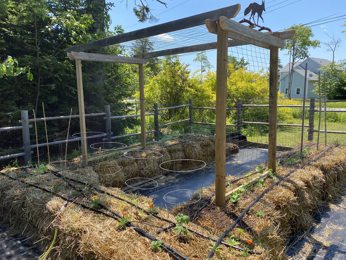 firebethfox's tweet photo. The promise of harvests yet to come! My cherry tree has a few the deer didn’t get. The blackberry bushes are in full bloom. Miraculously I managed to get my #StrawBaleGarden planted despite a slow start. #HyperLocalFood #NovaScotia #DreamingOfHodgePodge https://t.co/mm9l6WMw3x