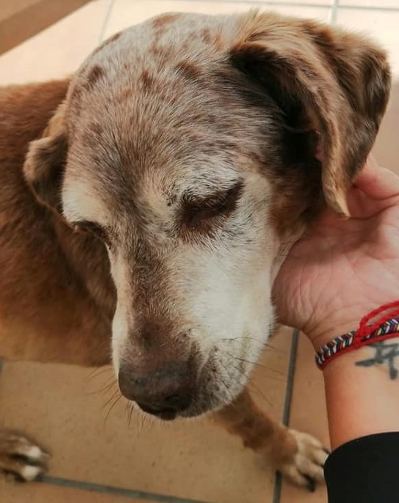 SosAbuelos1's tweet image. #PEPI
6 meses desde que falleció su dueño y se quedara sola y aún nada... Nadie la quiso en su familia, por tener 13 años 😒

Se encuentra en VALDELACALZADA (Badajoz) pero podría viajar a cualquier provincia.
Tlf: 648 19 39 80

Mucha DIFUSIÓN para ella, por favor 🙏🏽