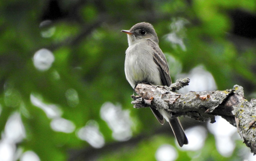 One of the most beautiful summer sounds around my office. The ascending 'wood peweeee' followed by the descending 'peeduuu' song of the #EasternWoodPewee #Ontario