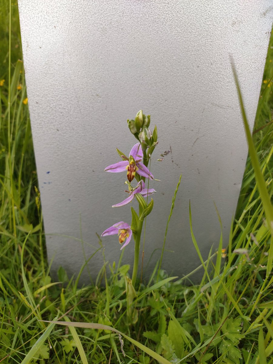 biocronin's tweet photo. Very pleased to find bee orchids on a survey this week 🐝 https://t.co/m6jbLuaPuE