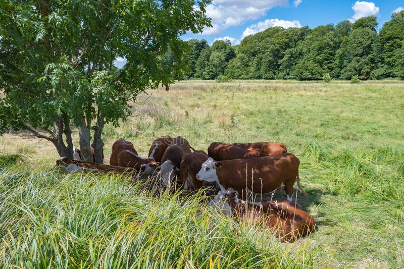 cdiesveld's tweet photo. Beste #boeren #veehouders #vervoerders @carolaschouten @MinLandbouw: het #Hitteplan voor dieren is toch al in werking he?Elk dier een #schaduwplek, geen transport boven 27 gr. .Max. 27gr in stal. U zit er met de neus bovenop hè:@NVWADierwelzijn @nvwa @WakkerDier  @AnimalRightsNL https://t.co/B6hlXxqF3T