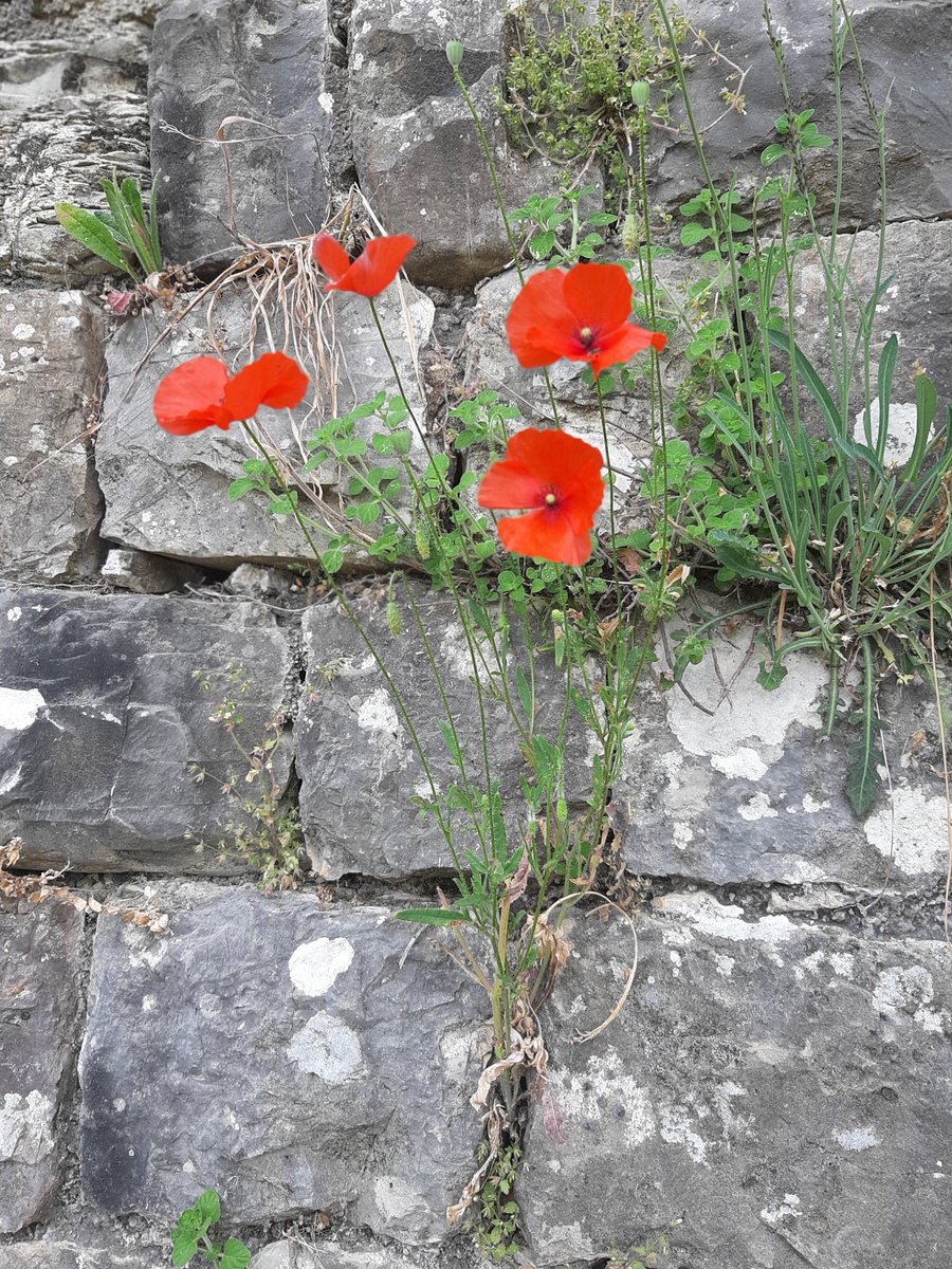 Ciò che in noi è ferito chiede asilo alle più minute cose della terra, e lo trova.

 Christian Bobin

#AttimiSospesi #CasaLettori <a href="/CasaLettori/">Casa Lettori</a>