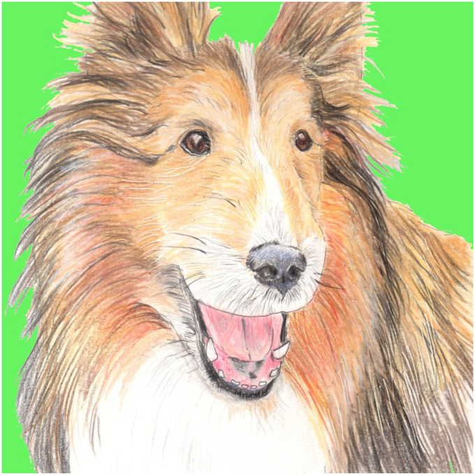 シェルティのtwitterイラスト検索結果 古い順