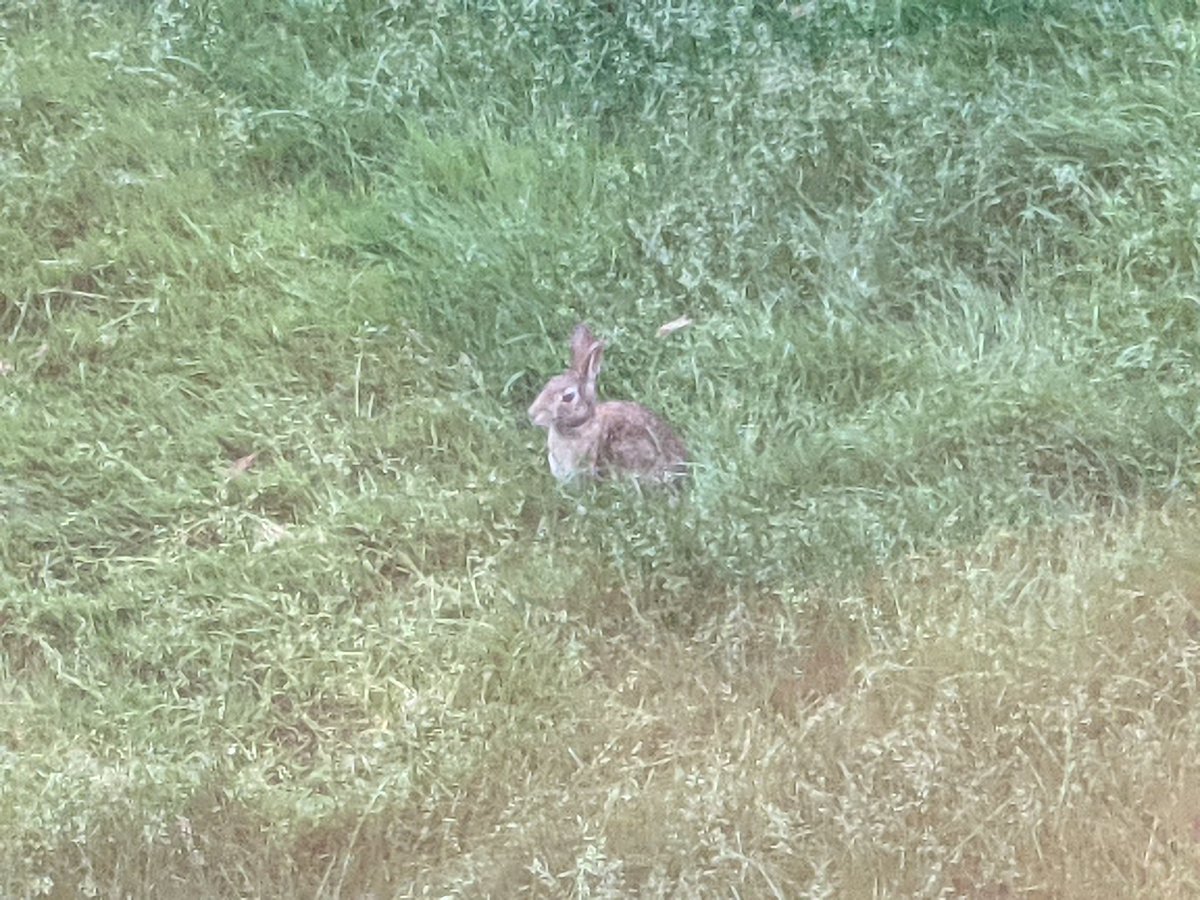 Evalie3689's tweet photo. There's a bunny in the yard next door!! 🐰 #FannibalWindows https://t.co/tUVujxKBLH
